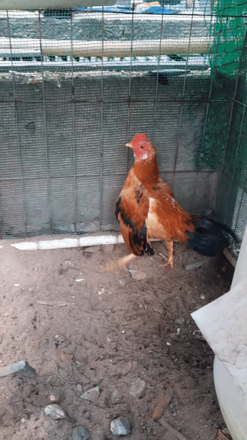 Gà trống giống nhỏ màu Vàng. Mua bán Gà tại Thành phố Thủ Đức Tp Hồ Chí Minh được đăng bởi Nguyễn thanh nam  hình 1