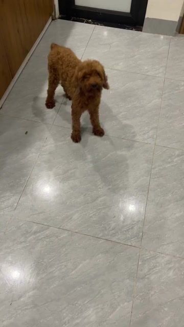 Cần bán Béee poodle Toy Cái. Mua bán Chó tại Quận Nam Từ Liêm Hà Nội được đăng bởi Lê Tuấn Anh hình 1