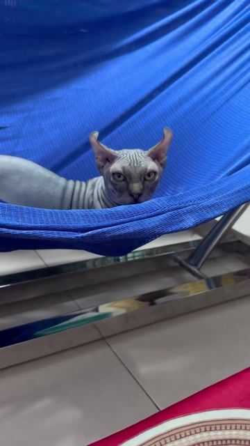 Mèo Sphynx Xám Bé. Mua bán Mèo tại Quận 12 Tp Hồ Chí Minh được đăng bởi The Phong Tran hình 1