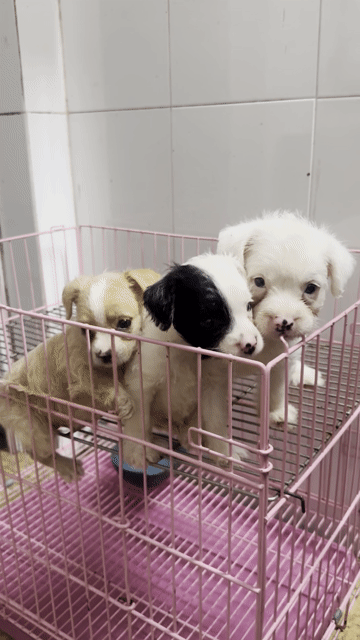 bán chó con nhà sinh sản. Mua bán Chó tại Huyện Thanh Trì Hà Nội được đăng bởi Cuong hình 1