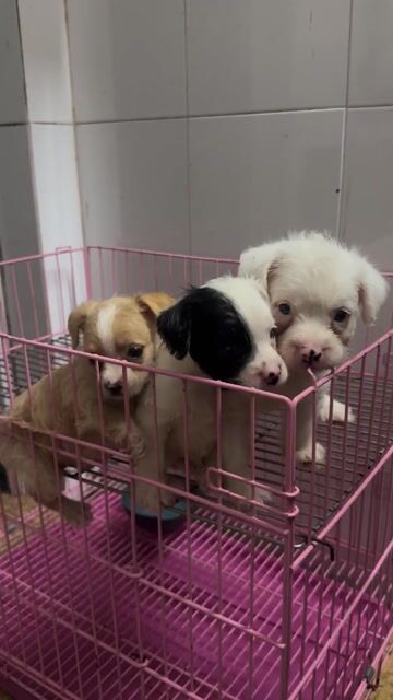 bán chó con nhà sinh sản. Mua bán Chó tại Huyện Thanh Trì Hà Nội được đăng bởi Cuong hình 1