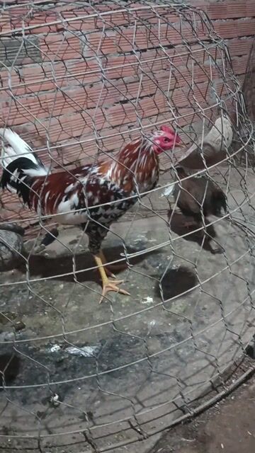 Gà trống 2kg Đa sắc. Mua bán Gà tại Thành phố Mỹ Tho Tiền Giang được đăng bởi Nghĩa  hình 1