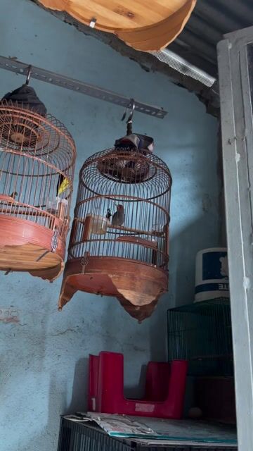 sâu đỏ giọng lạ. Mua bán Chim tại Quận 12 Tp Hồ Chí Minh được đăng bởi Hiếu Nguyễn hình 1