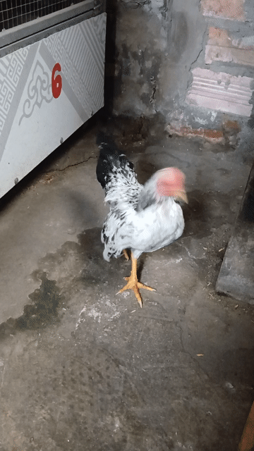 Gà trống Tre Bắc chuối. Mua bán Gà tại Thành phố Trà Vinh Trà Vinh được đăng bởi Sơn hình 1