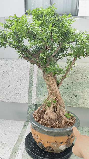 Cây bonsai Mai Chiếu Thủy kim giòn lá kim. Mua bán Cây cảnh, đồ trang trí tại Quận Gò Vấp Tp Hồ Chí Minh được đăng bởi Bình Minh hình 1