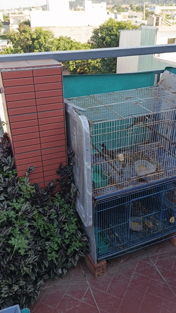 Chim chào mào trống 1 mùa. Mua bán Chim tại Quận Cẩm Lệ Đà Nẵng được đăng bởi DÀN MINI ĐN hình 1