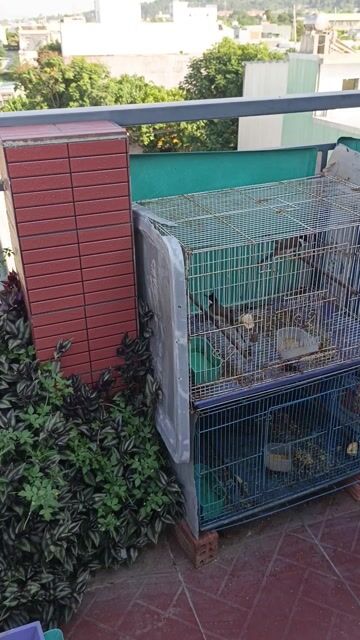 Chim chào mào trống 1 mùa. Mua bán Chim tại Quận Cẩm Lệ Đà Nẵng được đăng bởi DÀN MINI ĐN hình 1