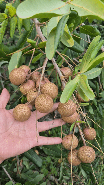 Nhãn xuồng vườn nhà. Mua bán Đồ ăn, thực phẩm và các loại khác tại Huyện Hòa Thành Tây Ninh được đăng bởi Ms  MaiThi hình 1