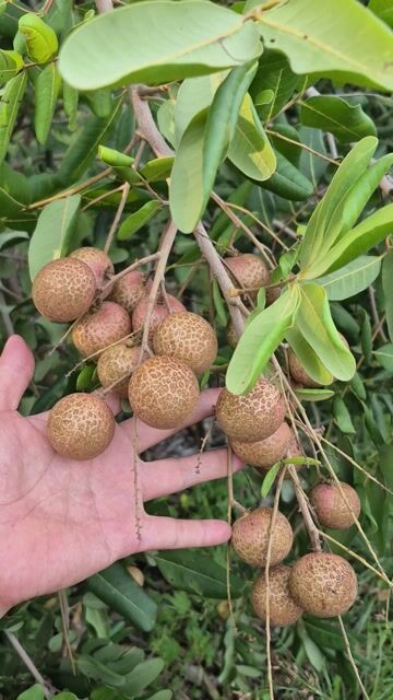 Nhãn xuồng vườn nhà. Mua bán Đồ ăn, thực phẩm và các loại khác tại Huyện Hòa Thành Tây Ninh được đăng bởi Ms  MaiThi hình 1