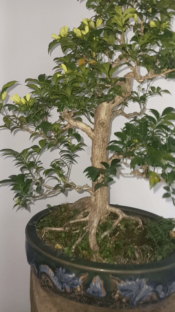 Gốc cây trầm hương. Mua bán Đồ sưu tầm, đồ cổ tại Thành phố Huế Thừa Thiên Huế được đăng bởi Bồ Đề  hình 1
