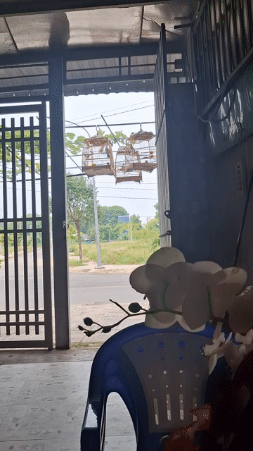 Chim chào mào 3 mùa thuần, khỏe. Mua bán Chim tại Thị xã Tân Uyên Bình Dương được đăng bởi L V T hình 1