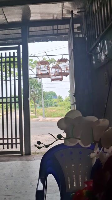 Chim chào mào 3 mùa thuần, khỏe. Mua bán Chim tại Thị xã Tân Uyên Bình Dương được đăng bởi L V T hình 1