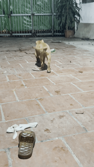 Chó Bandog đực 3 tháng 10kg Nâu. Mua bán Chó tại Huyện Gia Lâm Hà Nội được đăng bởi Nguyen Hung hình 1