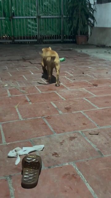 Chó Bandog đực 3 tháng 10kg Nâu. Mua bán Chó tại Huyện Gia Lâm Hà Nội được đăng bởi Nguyen Hung hình 1