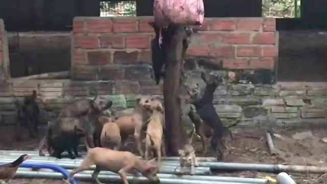Chó Phú Quốc trống 2 tháng đã tiêm. Mua bán Chó tại Quận Thanh Khê Đà Nẵng được đăng bởi Trại Chó Phú Quốc King hình 1