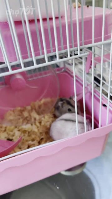Chuột Hamster Xám Đực Cái Khỏe Mạnh. Mua bán Thú cưng khác tại Thành phố Biên Hòa Đồng Nai được đăng bởi July Hồng hình 1