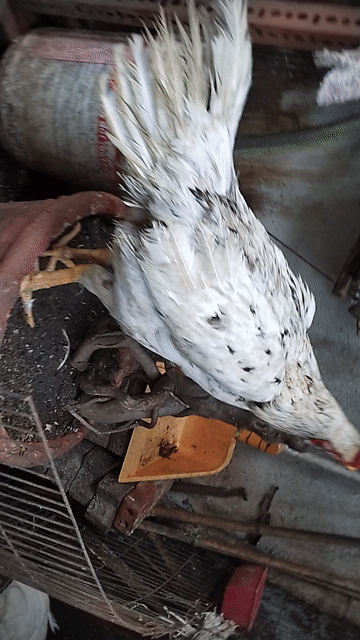 Gà nòi mái bướm 2.6kg chân vàng. Mua bán Gà tại Quận 8 Tp Hồ Chí Minh được đăng bởi đại  hình 1