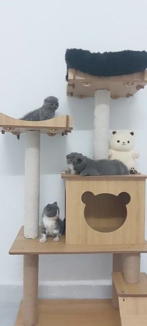 Mèo Anh lông ngắn tai cụp. Mua bán Mèo tại Huyện Củ Chi Tp Hồ Chí Minh được đăng bởi Nguyễn Phước Lộc  hình 1