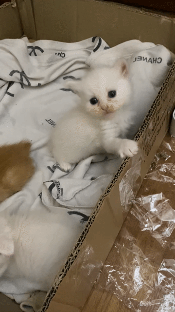 Mèo Anh lông ngắn màu trắng xinh xắn 😘. Mua bán Mèo tại Quận Bắc Từ Liêm Hà Nội được đăng bởi Nguyễn hương  hình 1