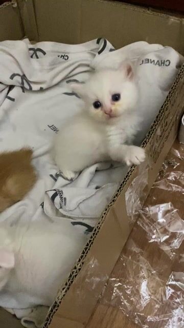 Mèo Anh lông ngắn màu trắng xinh xắn 😘. Mua bán Mèo tại Quận Bắc Từ Liêm Hà Nội được đăng bởi Nguyễn hương  hình 1