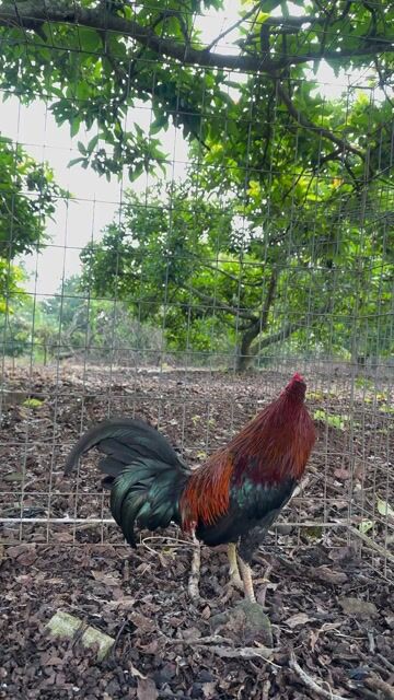 Que Cuban Mỹ !!!. Mua bán Gà tại Huyện Trảng Bom Đồng Nai được đăng bởi Gà Tre Farm hình 1