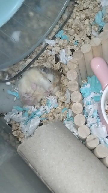 Chuột Hamster Robo đực. Mua bán Thú cưng khác tại Huyện Bình Chánh Tp Hồ Chí Minh được đăng bởi nu merino hình 1