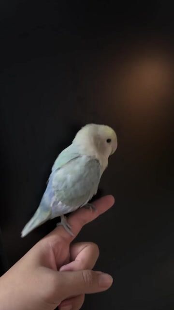 Vẹt Love Bird Xanh nhạt. Mua bán Chim tại Quận 10 Tp Hồ Chí Minh được đăng bởi Khả Tú Huỳnh hình 1