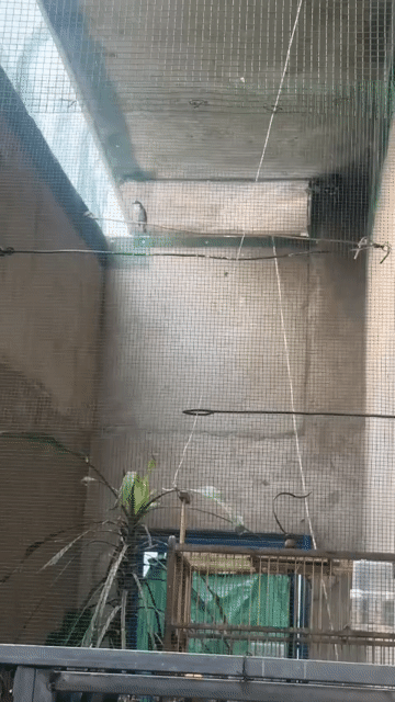 Chim chào mào mồi 3 mùa. Mua bán Chim tại Thành phố Biên Hòa Đồng Nai được đăng bởi lie nguyen hình 1