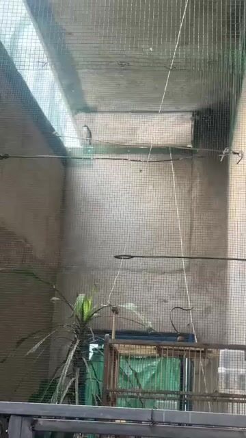 Chim chào mào mồi 3 mùa. Mua bán Chim tại Thành phố Biên Hòa Đồng Nai được đăng bởi lie nguyen hình 1