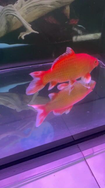 Cá chép phi tần Đỏ dài hơn gang tay. Mua bán Thú cưng khác tại Quận Tân Phú Tp Hồ Chí Minh được đăng bởi Nguyễn Phong hình 1