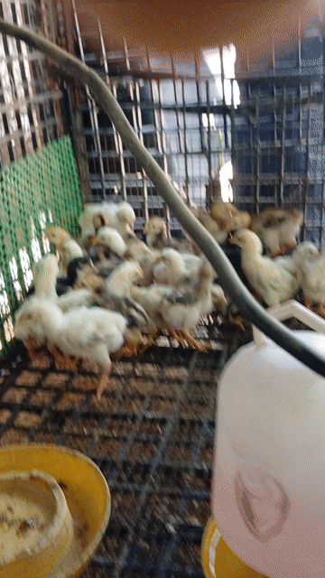 gà đông tảo lai gà nòi, gà đòn.. Mua bán Gà tại Huyện Củ Chi Tp Hồ Chí Minh được đăng bởi gà con giống củ chi hình 1