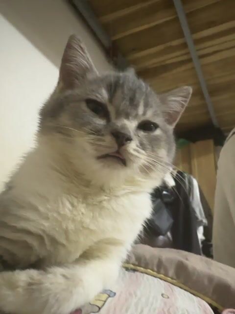 Mèo ALN Xám trắng. Mua bán Mèo tại Quận Hoàng Mai Hà Nội được đăng bởi Giang Lê thị hình 1