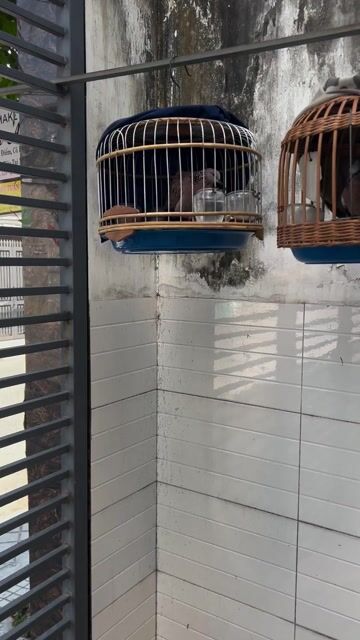 Chim Cu gáy trống Malaysia Nâu. Mua bán Chim tại Quận 12 Tp Hồ Chí Minh được đăng bởi Tri nguyen  hình 1