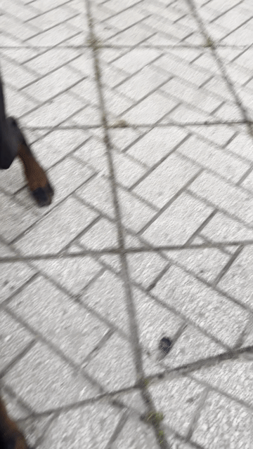 Chó Doberman cái. Mua bán Chó tại Quận Bình Thuỷ Cần Thơ được đăng bởi Nguyên hình 1
