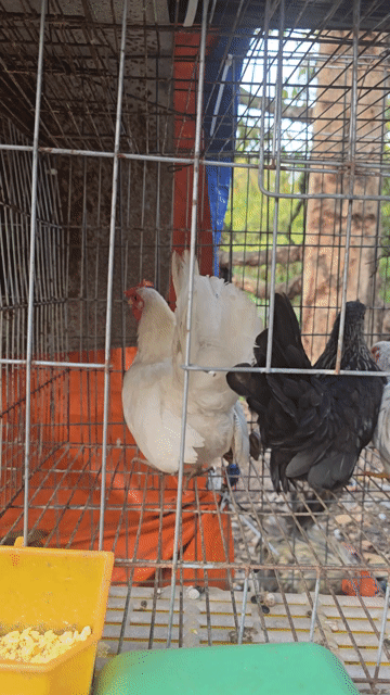Gà tre Thái mái. Mua bán Gà tại Huyện Dương Minh Châu Tây Ninh được đăng bởi Minh Phát hình 1
