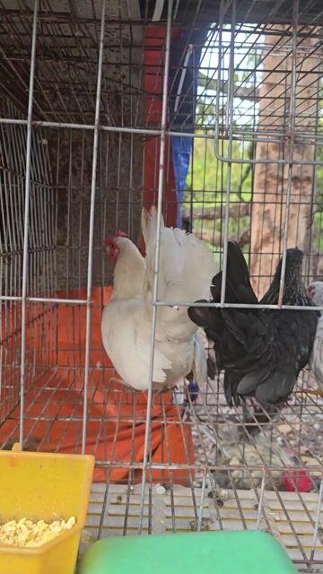 Gà tre Thái mái. Mua bán Gà tại Huyện Dương Minh Châu Tây Ninh được đăng bởi Minh Phát hình 1