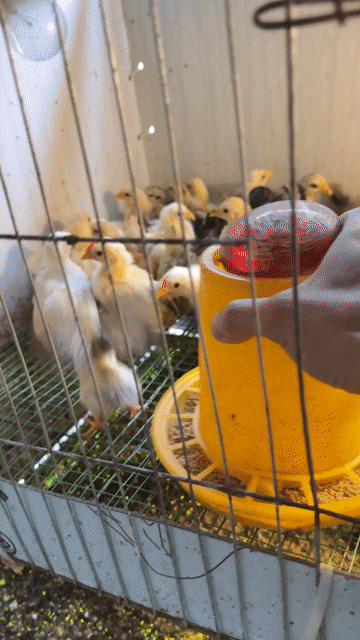 Gà tre Thái chân trung đủ màu. Mua bán Gà tại Quận Bắc Từ Liêm Hà Nội được đăng bởi Nguyễn đức hình 1