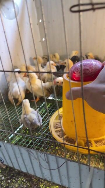 Gà tre Thái chân trung đủ màu. Mua bán Gà tại Quận Bắc Từ Liêm Hà Nội được đăng bởi Nguyễn đức hình 1