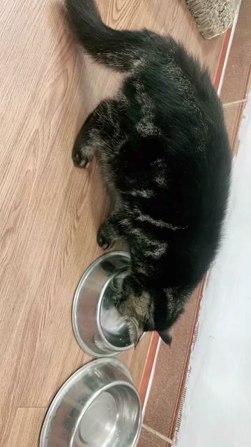 Do quá bận nên muốn tìm người yêu bé. Mua bán Mèo tại Quận Cầu Giấy Hà Nội được đăng bởi Ms Linh hình 1