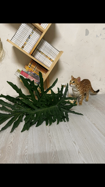 Mèo Bengal lông vằn 2 tháng. Mua bán Mèo tại Huyện Lâm Thao Phú Thọ được đăng bởi Tôm Quang hình 1