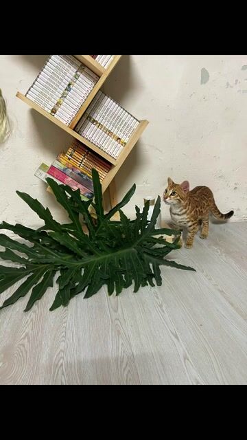 Mèo Bengal lông vằn 2 tháng. Mua bán Mèo tại Huyện Lâm Thao Phú Thọ được đăng bởi Tôm Quang hình 1