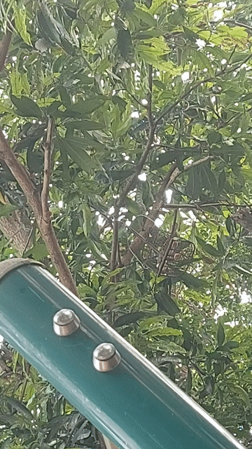 Chim sáo Nâu Cám cứng. Mua bán Chim tại Huyện Gia Lâm Hà Nội được đăng bởi chim cò hình 1
