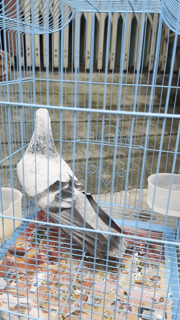 Chim bồ câu trống Ki lân. Mua bán Chim tại Quận Bình Tân Tp Hồ Chí Minh được đăng bởi Nhựt hình 1