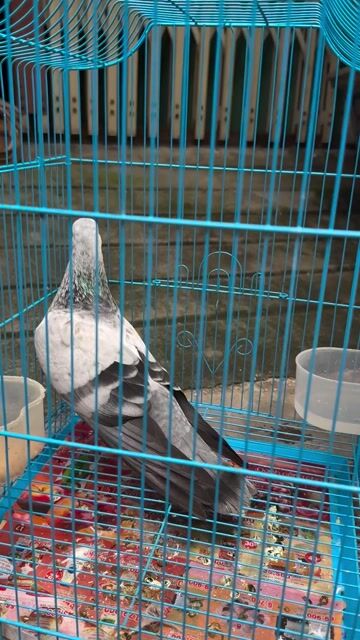 Chim bồ câu trống Ki lân. Mua bán Chim tại Quận Bình Tân Tp Hồ Chí Minh được đăng bởi Nhựt hình 1