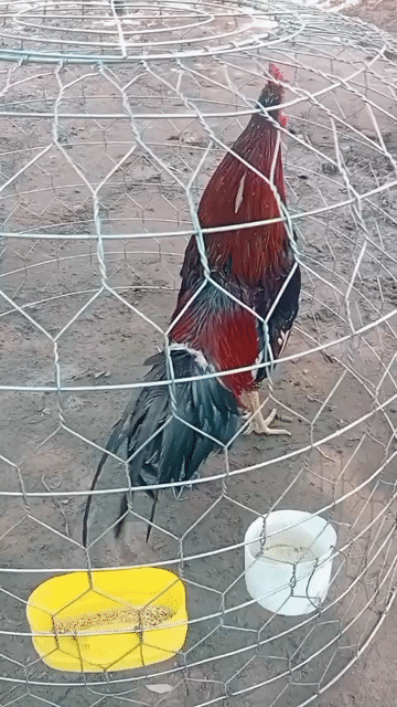 Gà thái mỹ siêu mỹ peru Mỹ. Mua bán Gà tại Huyện Mỹ Tú Sóc Trăng được đăng bởi Vũ  hình 1