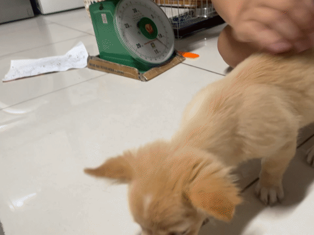 Chó Chihuahua Lai Phốc Sóc Màu Kem cần tìm chủ mới. Mua bán Chó tại Quận 7 Tp Hồ Chí Minh được đăng bởi Anh Thư hình 1