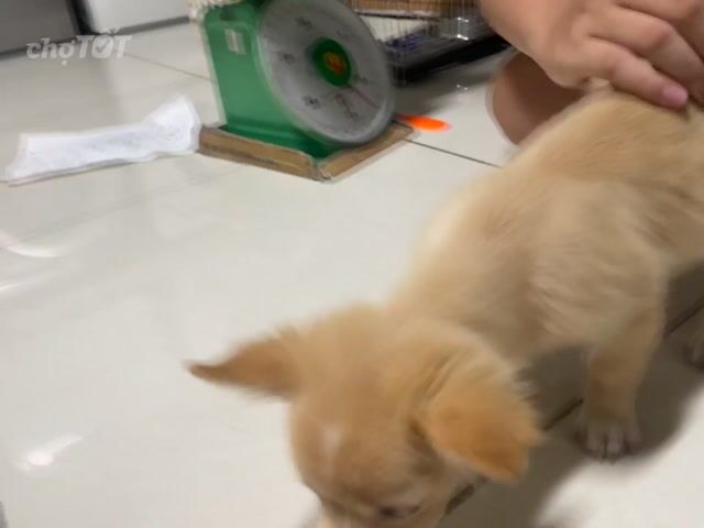 Chó Chihuahua Lai Phốc Sóc Màu Kem cần tìm chủ mới. Mua bán Chó tại Quận 7 Tp Hồ Chí Minh được đăng bởi Anh Thư hình 1