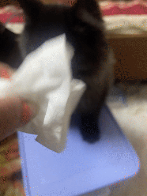 Mèo Ba Tư Trắng Mèo con. Mua bán Mèo tại Quận Tân Phú Tp Hồ Chí Minh được đăng bởi Phúc Aram hình 1