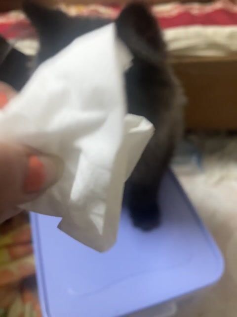 Mèo Ba Tư Trắng Mèo con. Mua bán Mèo tại Quận Tân Phú Tp Hồ Chí Minh được đăng bởi Phúc Aram hình 1
