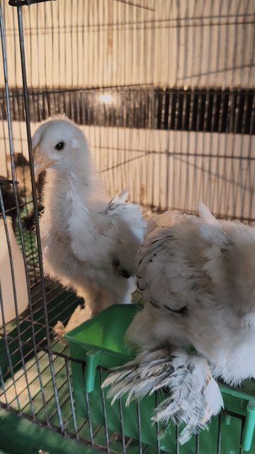 3 Brahma Kỳ Lân vắc xin đầy đủ . Mua bán Gà tại Quận 12 Tp Hồ Chí Minh được đăng bởi Gà Kiểng Sài Gòn  hình 1